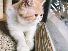 -more than meow吴止猫主题餐厅(承德 中船汇店)