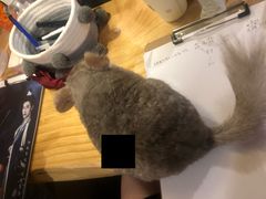 -福尔喵斯探案馆实景搜证·沉浸式剧本杀