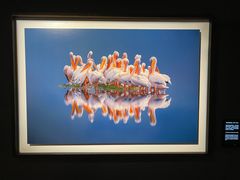 -罗红摄影艺术馆