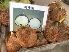 -东郊椰林