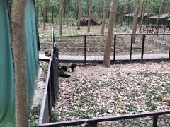 -合肥滨湖国家森林公园