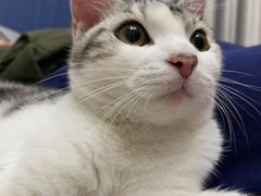 -Bastet sally猫舍购宠(静安店)