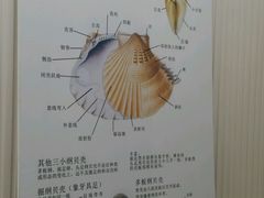 -青岛贝壳博物馆