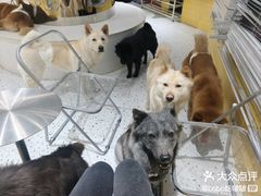 -南京宠物基地·宠物狗宠物猫售卖(南京店)