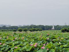 -荷塘月色湿地公园·向阳花洲