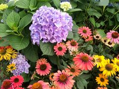 -深圳国际园林花卉博览园