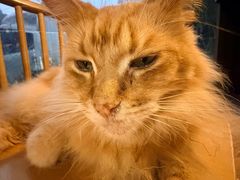 -豆逗聊愈猫阁Easy Life