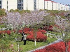 -高东镇樱花园