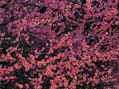 -上海吴淞炮台湾国家湿地公园