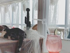 -共舞时光猫咖·狗咖(新街口店)