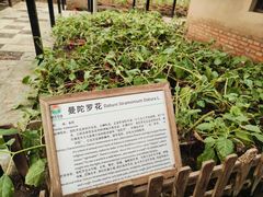 -上海都市菜园