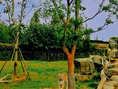 -上海野生动物园