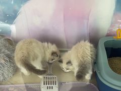 -糯米喵星人总部直营旗舰店·猫舍·幼猫出售