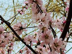 -桃花堤公园