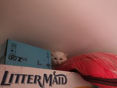 -纳吉亚猫专科动物医院博雅分院