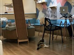 -滚猫咖啡·猫咖·猫友好撸猫(未来城店)