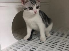 -lincat·猫舍(广州店)