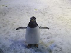 -芜湖新华联大白鲸海洋公园