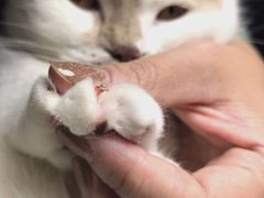 -MOLLY'S萌宠生活馆