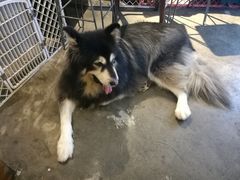 -more than meow吴止猫主题餐厅(承德 中船汇店)