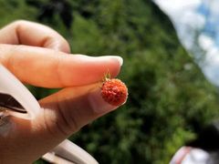 -神农架景区