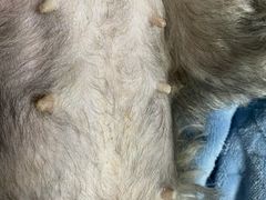 -爱妮康宠物医院·干细胞免疫细胞·肿瘤·心脏(张江店)