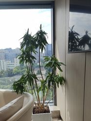 -智美品质医美