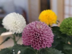 点击看大图 -翎兰瑜伽·普拉提