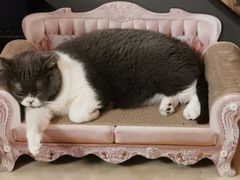 -爱诺耐芙动物医院(万博店)