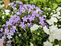 -金科花卉市场