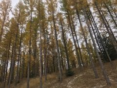 -塞罕坝国家级自然保护区