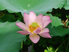 -荔湾湖公园