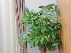 -金时代顺风大酒店(临港百联店)