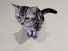 -藏猫猫咖啡主题馆(中央大道店)