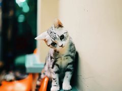 -猫咪博物馆(顶澳仔猫街店)