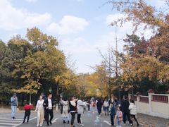 -八大关景区