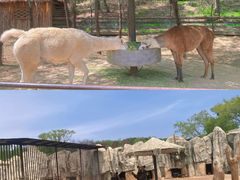 -沈阳森林动物园