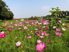 -松山湖梦幻百花洲