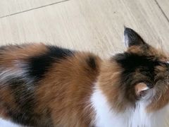 -是阿柴呀！柴犬咖啡·爱喵喵猫咖