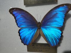 -上海昆虫博物馆