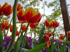 -昆山城市生态森林公园