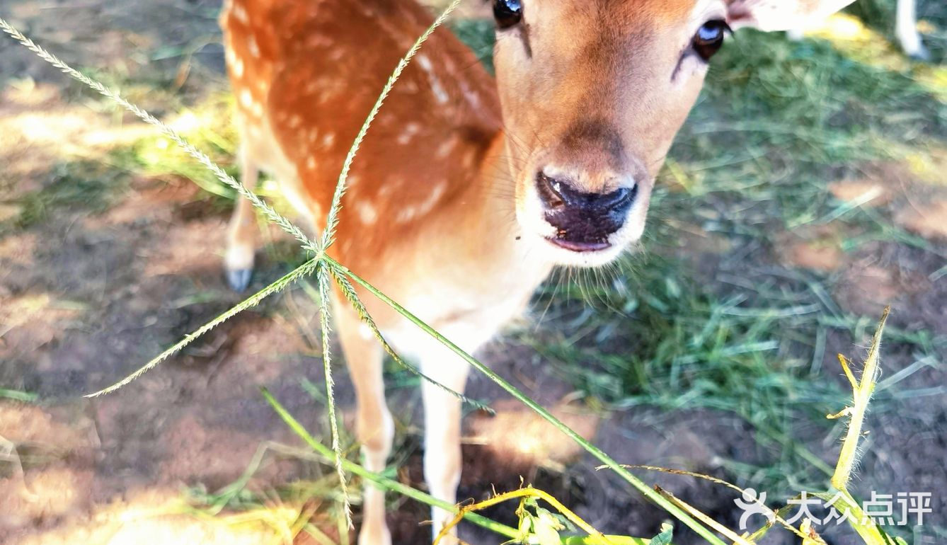 🦌北京小奈良｜南海子公园🌸