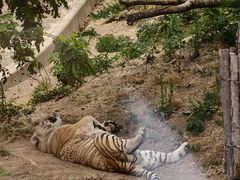 -大连森林动物园