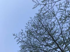 -千岛湖天屿景区