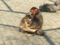 -西安秦岭野生动物园