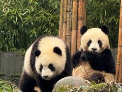 -中国大熊猫保护研究中心雅安碧峰峡基地