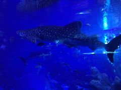 -成都浩海立方海洋公园