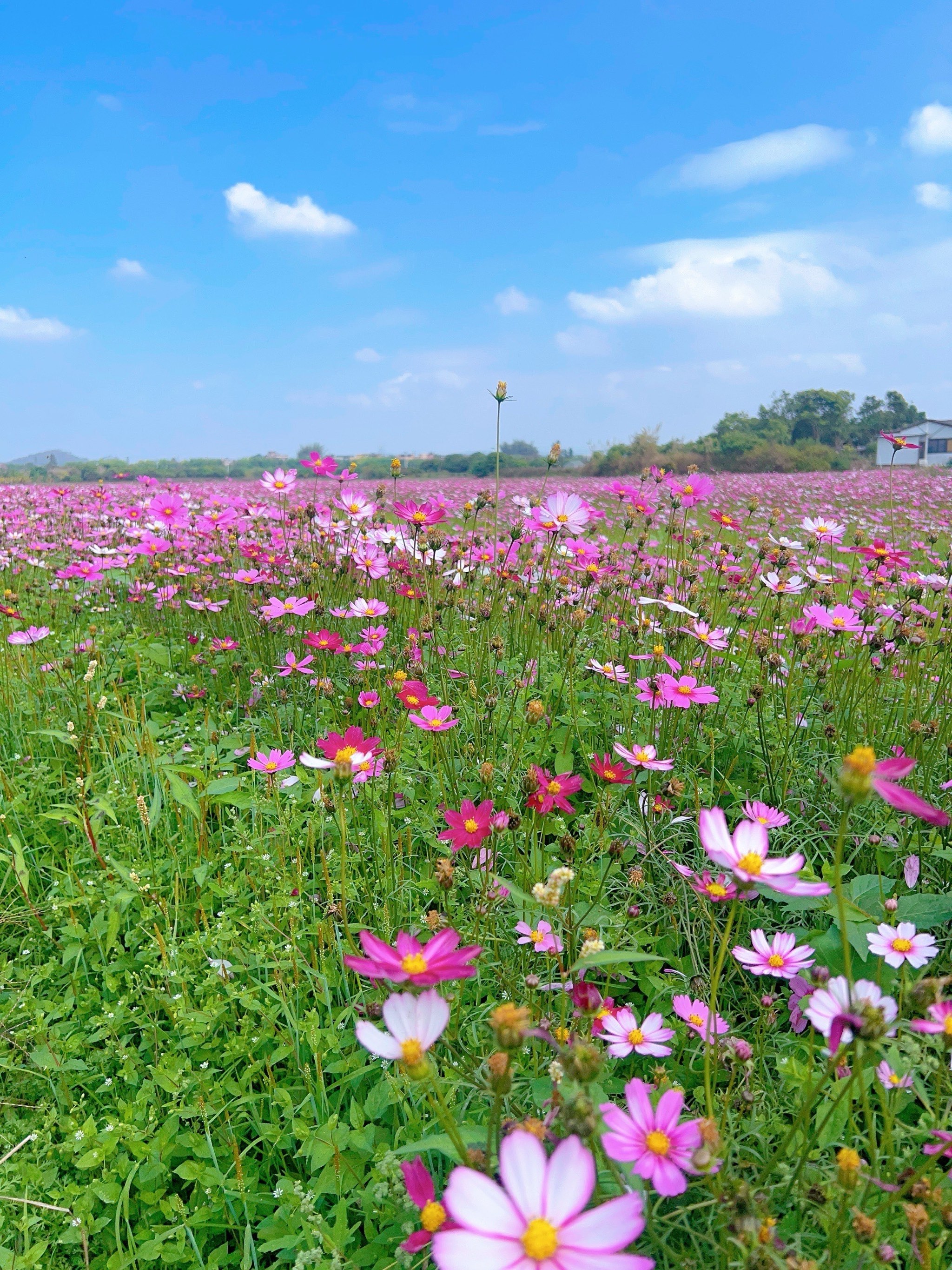 广东格桑花花期图片