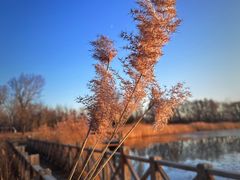 -野鸭湖国家湿地公园