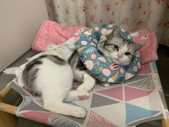 -拜鲁耶动物诊疗中心·宠家动物医院